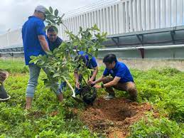 Đoàn thanh niên Công ty Xăng dầu khu vực III - TNHH MTV tham gia chiến dịch trồng cây gây rừng tại xã Bắc Hưng huyện Tiên Lãng